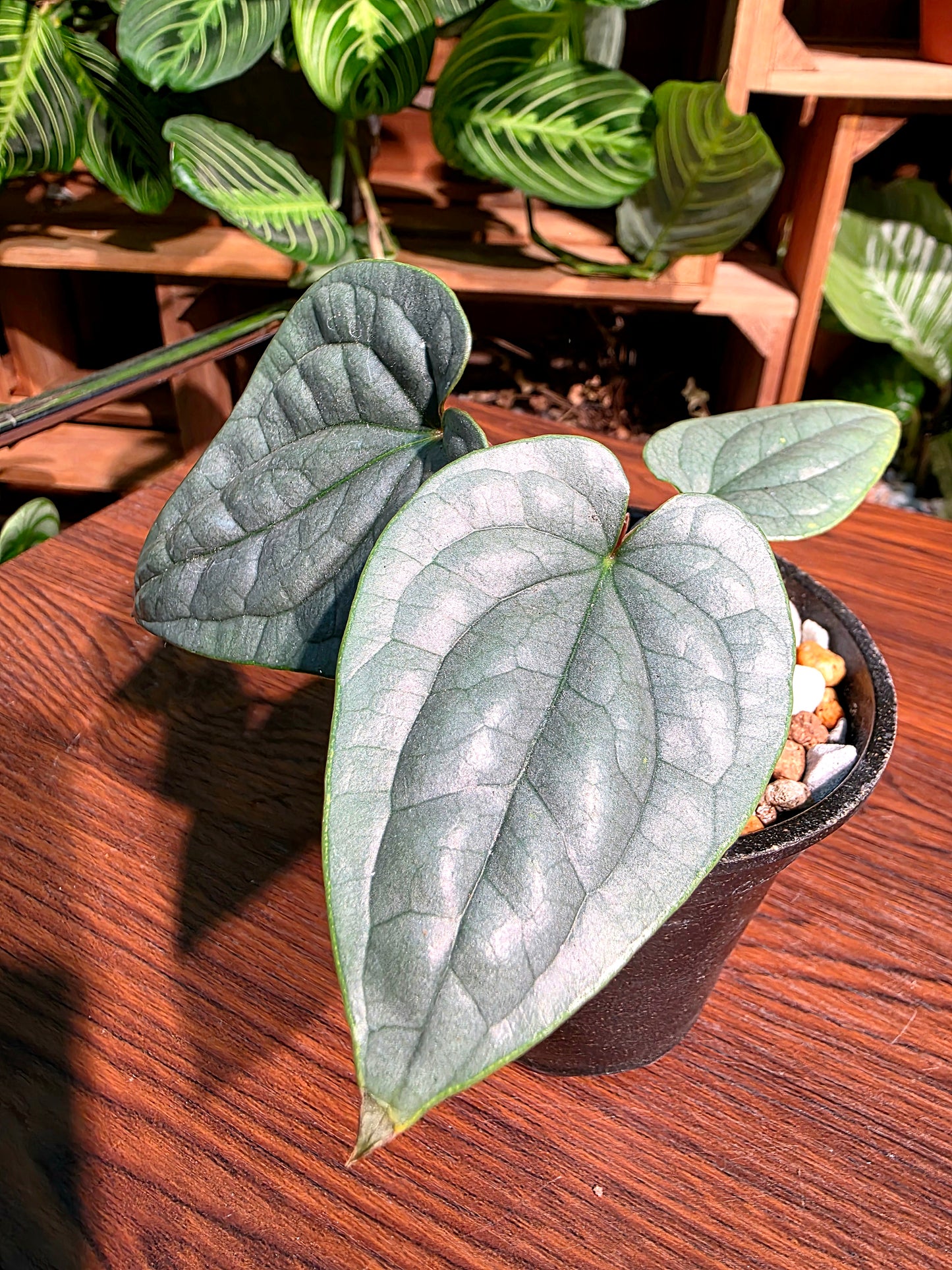 Anthurium luxurians platinum 鉑金奢華花燭