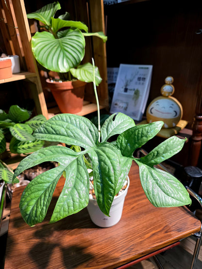 Amydrium medium silver 銀葉雷公蓮