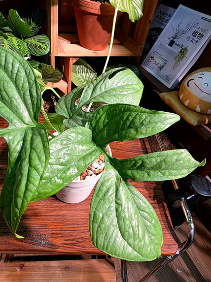 Amydrium medium silver 銀葉雷公蓮