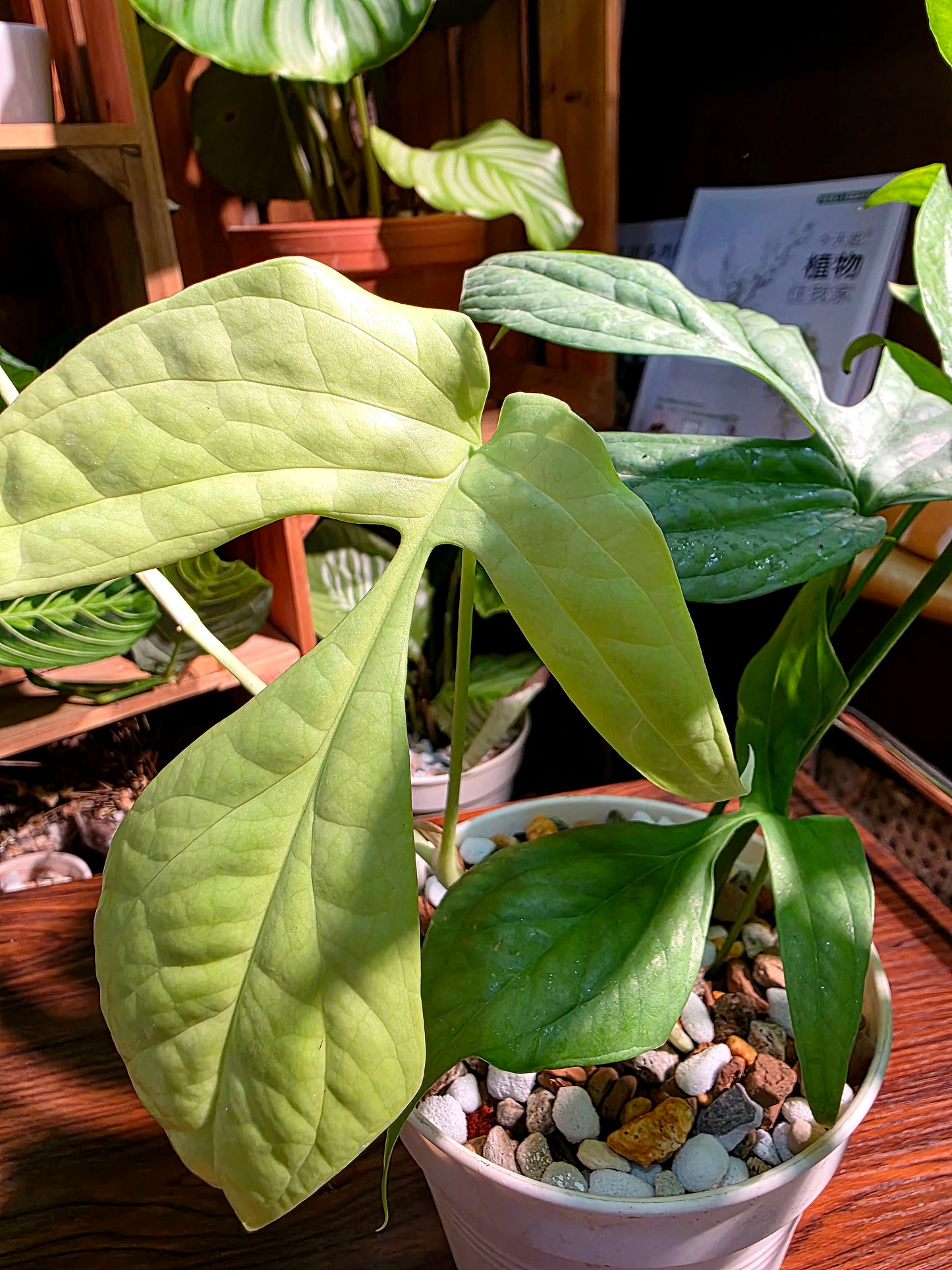 Amydrium medium silver 銀葉雷公蓮