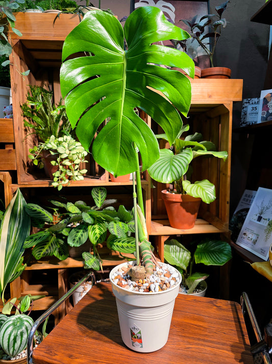 Monstera deliciosa 龜背竹