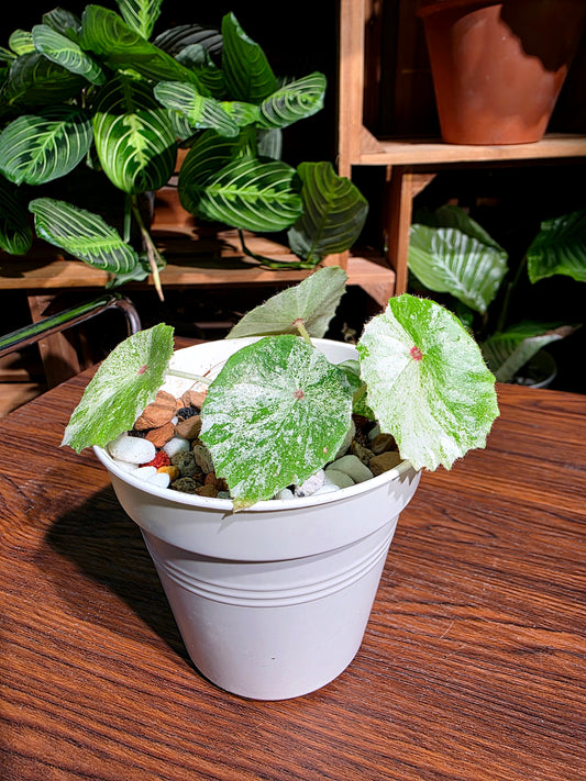 Begonia rouge variegated 胭脂錦秋海棠