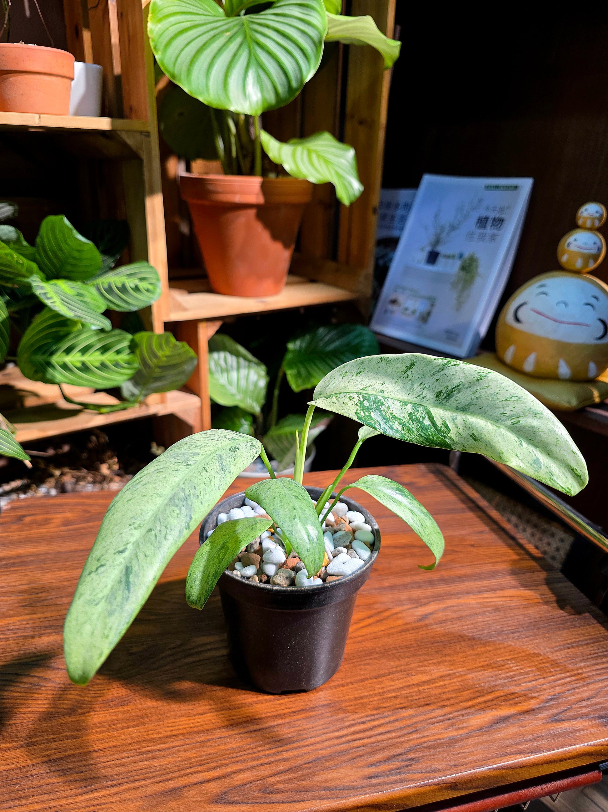 philodendron sronco Philodendron sronco 羽毛錦蔓綠絨