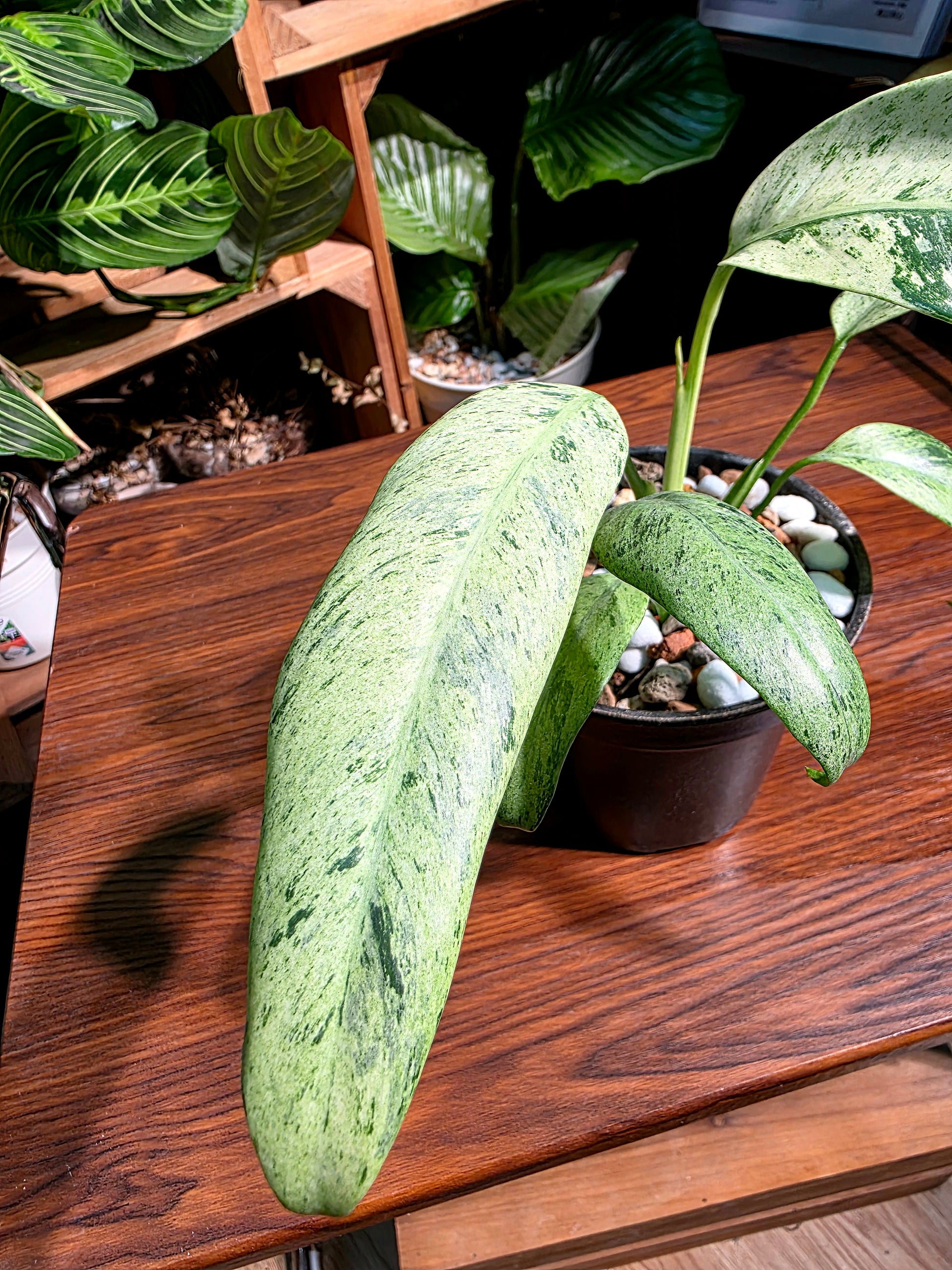 philodendron sronco Philodendron sronco 羽毛錦蔓綠絨