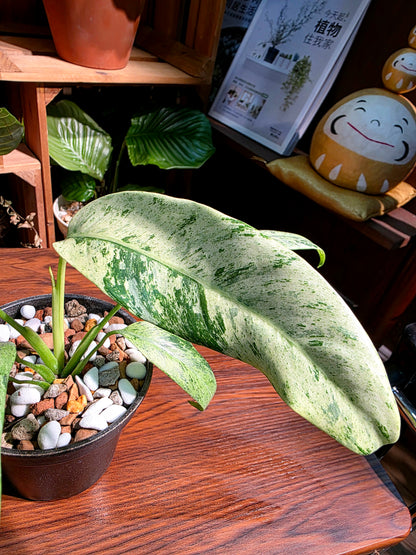 Philodendron sronco 羽毛錦蔓綠絨