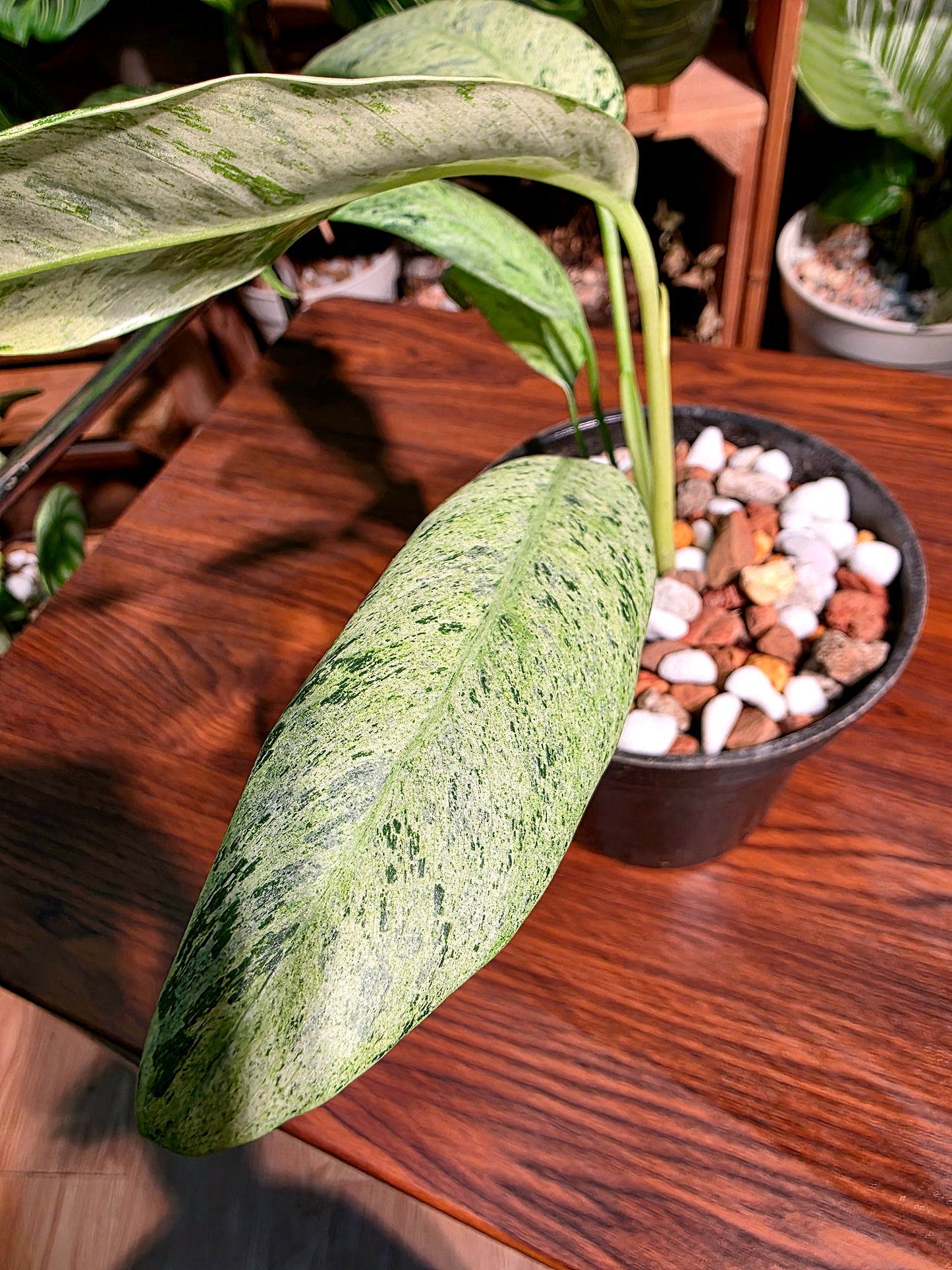 Philodendron sronco 羽毛錦蔓綠絨