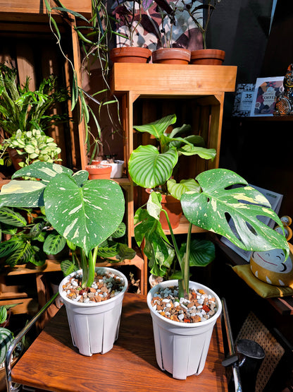 Monstera thai constellation 灑金龜背竹
