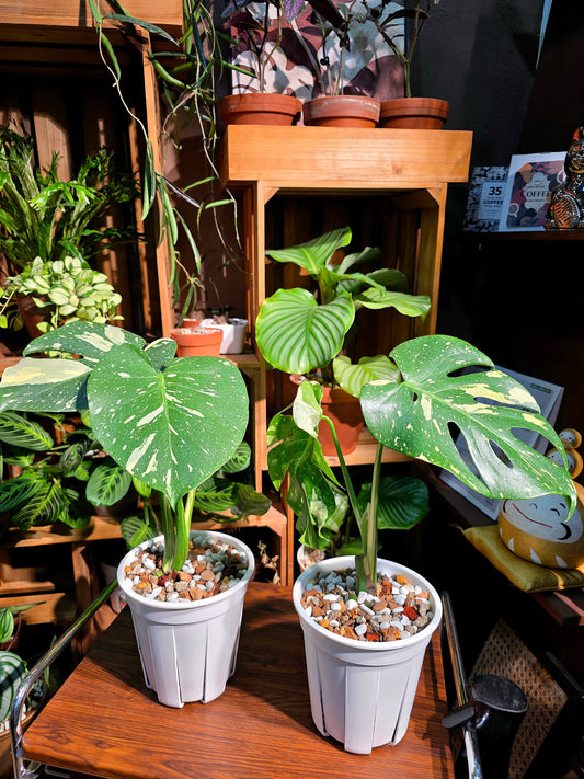 Monstera thai constellation 灑金龜背竹