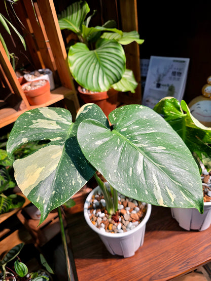 Monstera thai constellation 灑金龜背竹