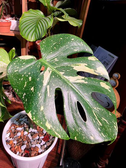 Monstera thai constellation 灑金龜背竹