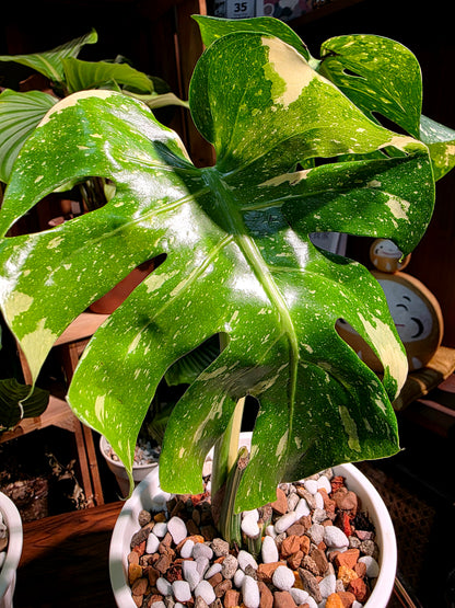 Monstera thai constellation 灑金龜背竹