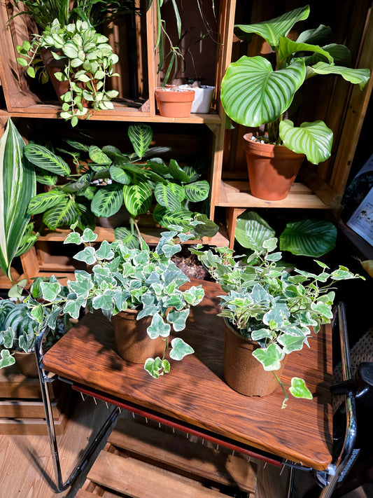 Hedara helix yukihotaru 雪瑩常春藤