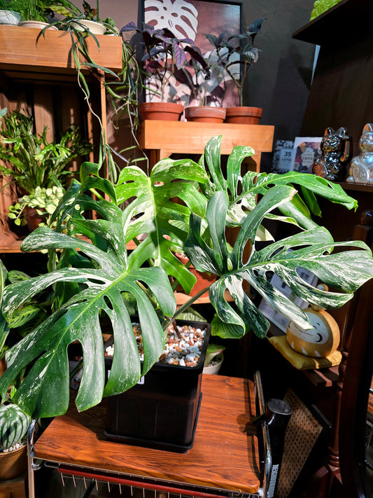 Monstera albo variegated 白斑龜背竹