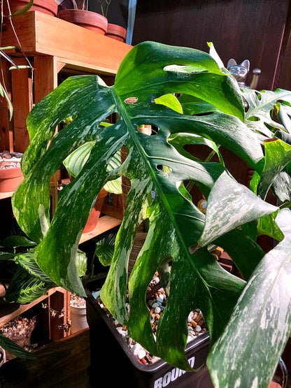 Monstera albo variegated 白斑龜背竹