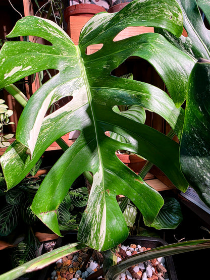 Monstera albo variegated 白斑龜背竹