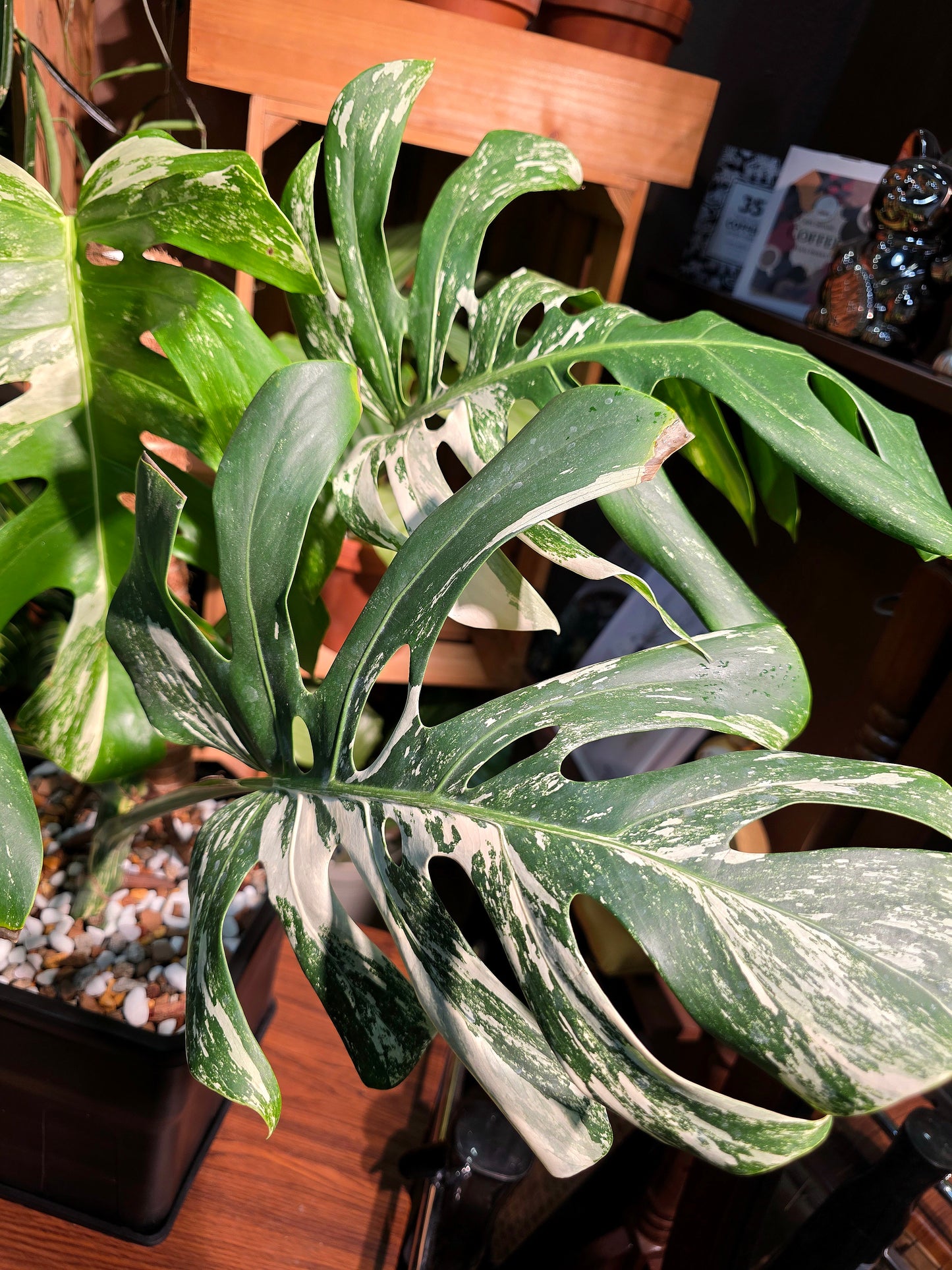 Monstera albo variegated 白斑龜背竹