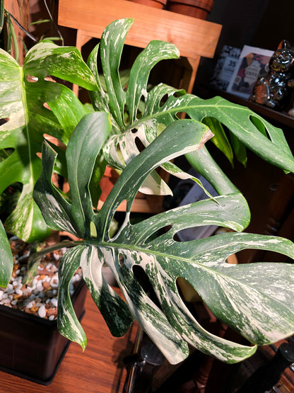Monstera albo variegated 白斑龜背竹