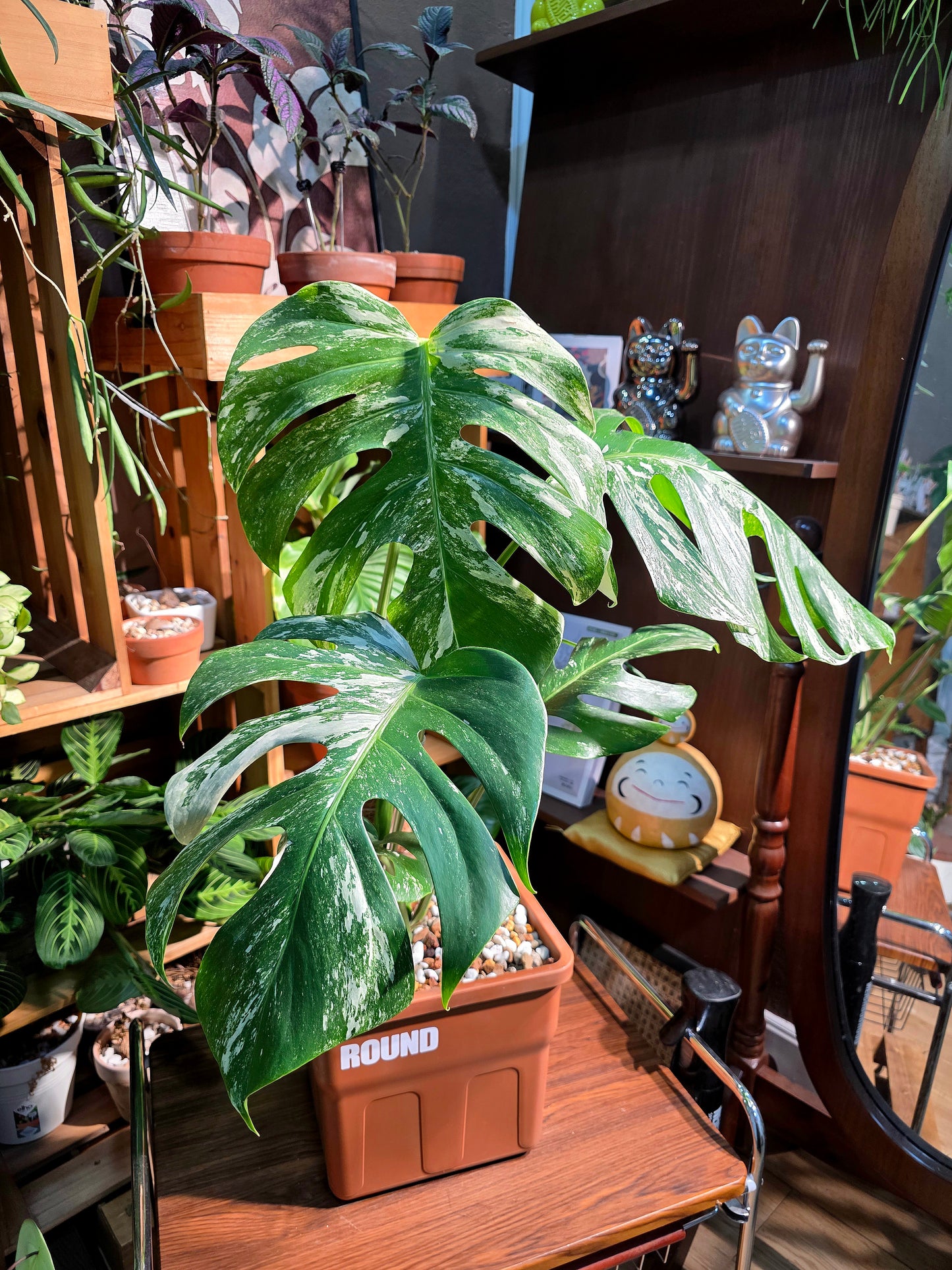 Monstera albo variegated 白斑龜背竹