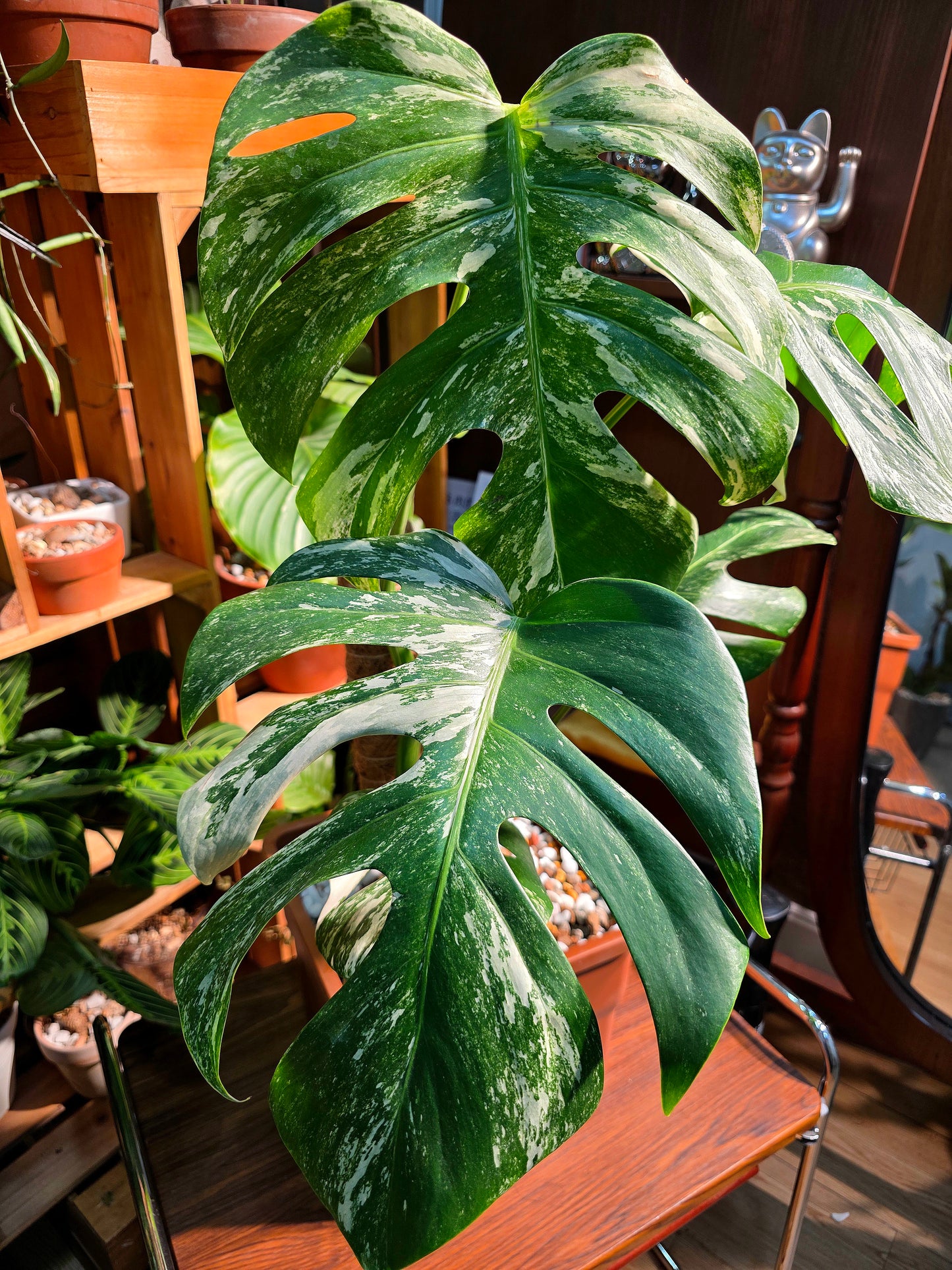 Monstera albo variegated 白斑龜背竹