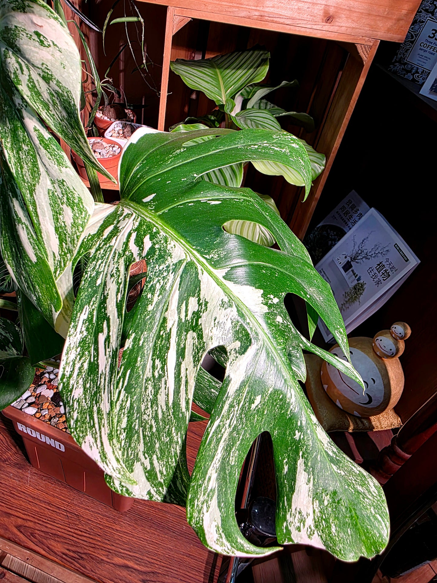 Monstera albo variegated 白斑龜背竹