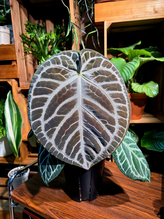 Anthurium red crystallinum x dorayaki