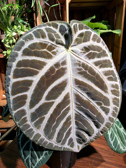 Anthurium red crystallinum x dorayaki