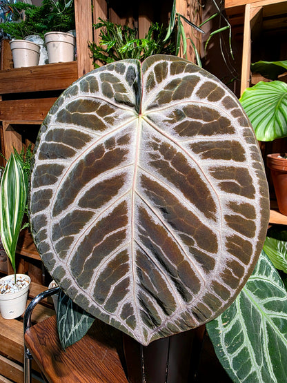 Anthurium red crystallinum x dorayaki