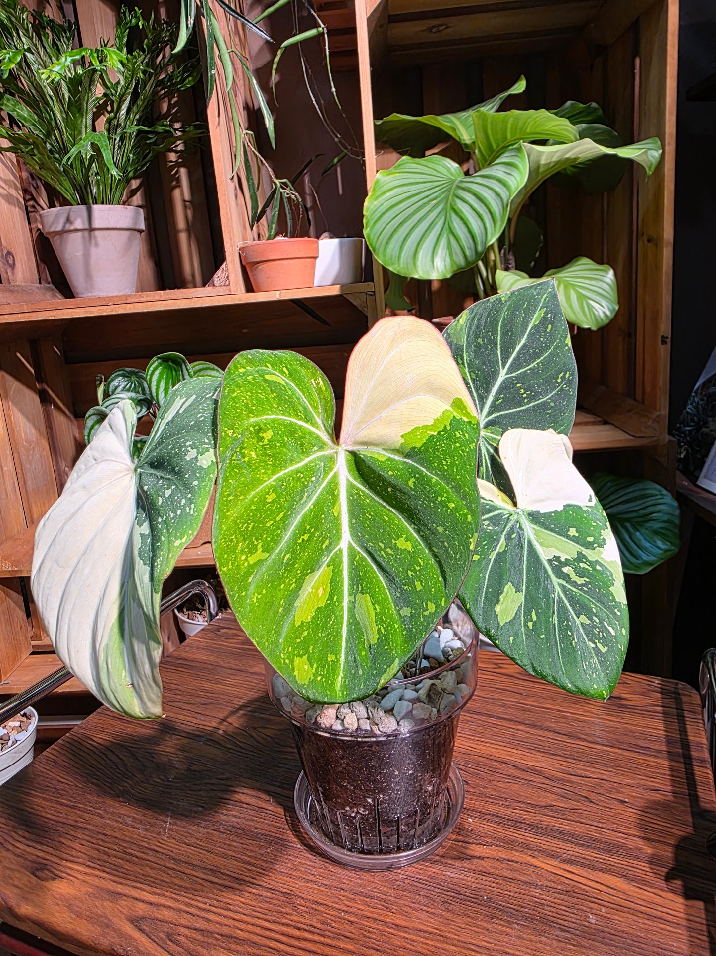 Philodendron gloriosum variegata 斑葉錦鍛蔓綠絨