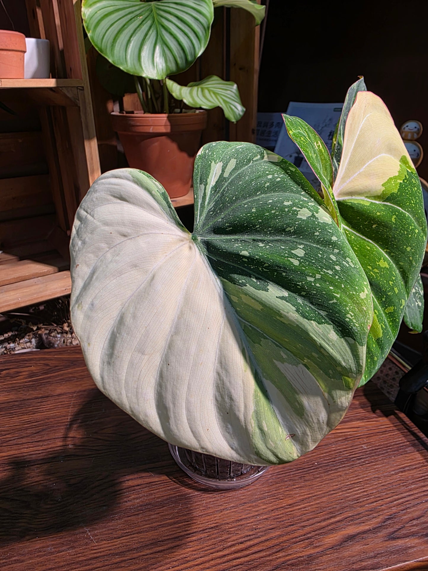 Philodendron gloriosum variegata 斑葉錦鍛蔓綠絨