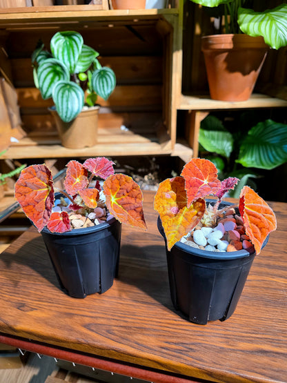 Begonia Autumn Ember 秋之華秋海棠