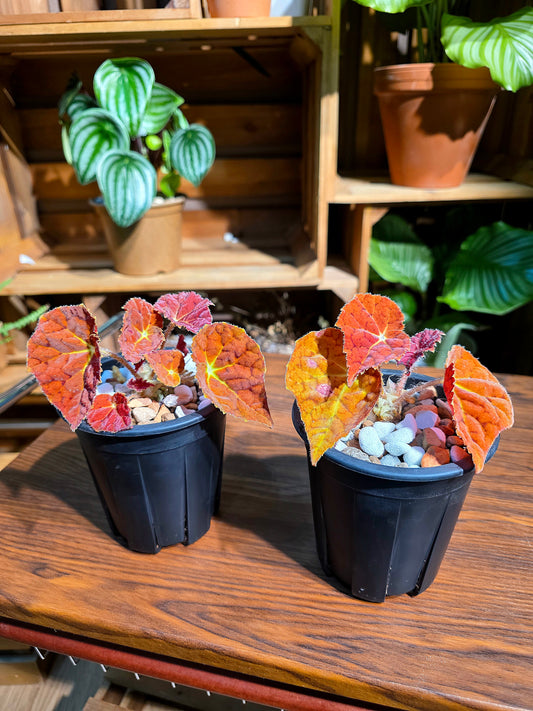 Begonia Autumn Ember 秋之華秋海棠