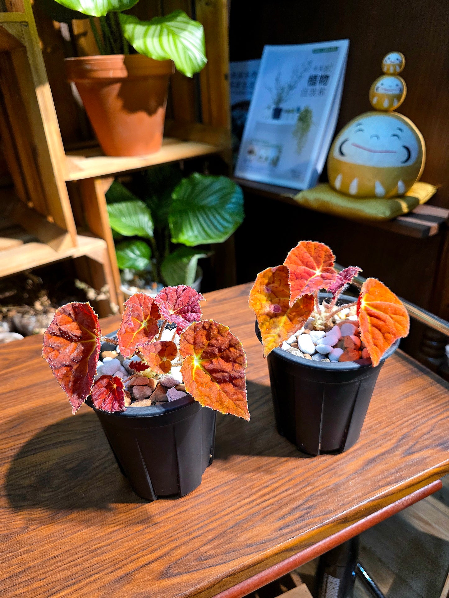Begonia Autumn Ember 秋之華秋海棠