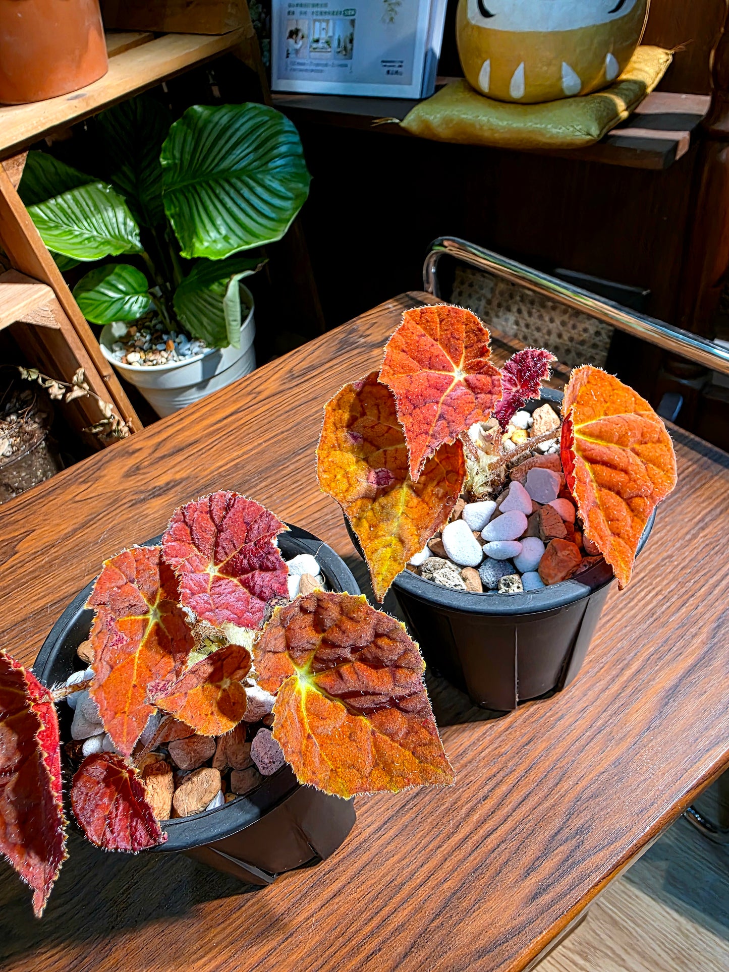 Begonia Autumn Ember 秋之華秋海棠