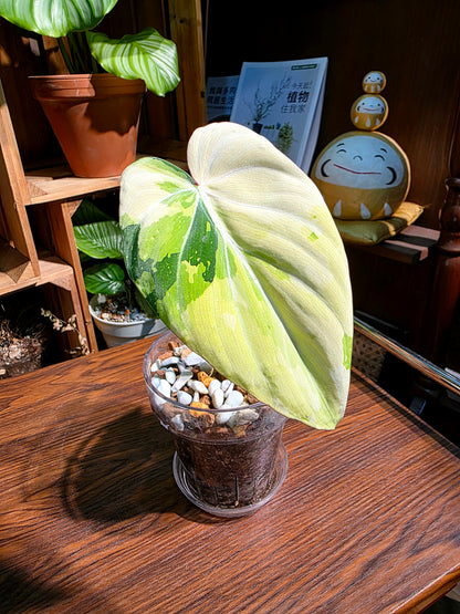 Philodendron gloriosum variegated 斑葉錦緞蔓綠絨
