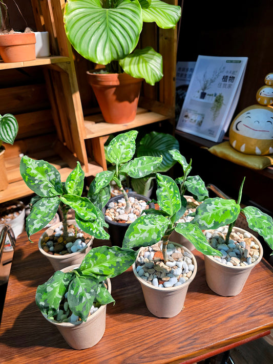 Aglaonema Pictum Tricolor 迷彩粗肋草
