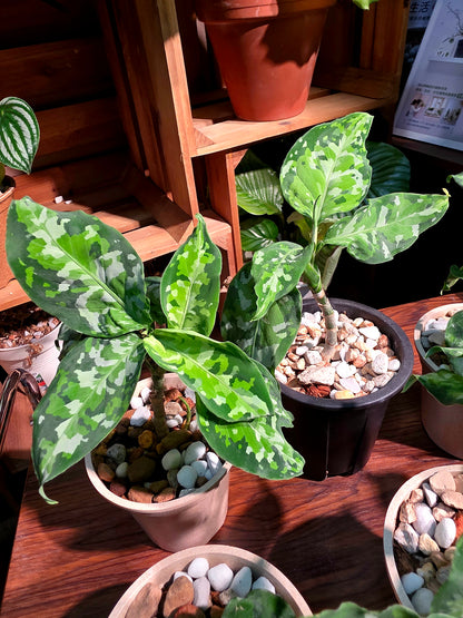 Aglaonema Pictum Tricolor 迷彩粗肋草