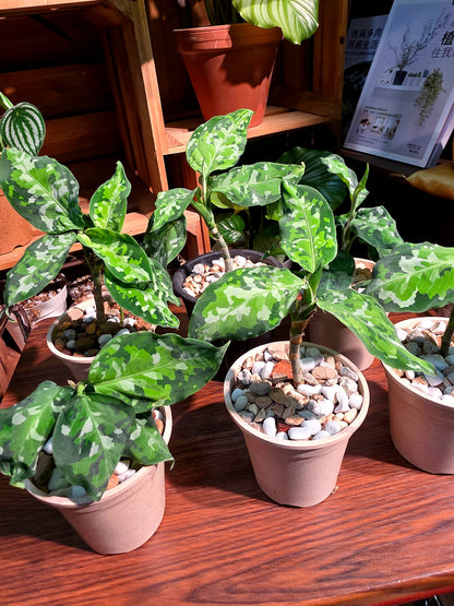 Aglaonema Pictum Tricolor 迷彩粗肋草