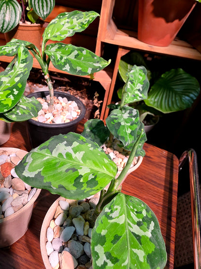 Aglaonema Pictum Tricolor 迷彩粗肋草