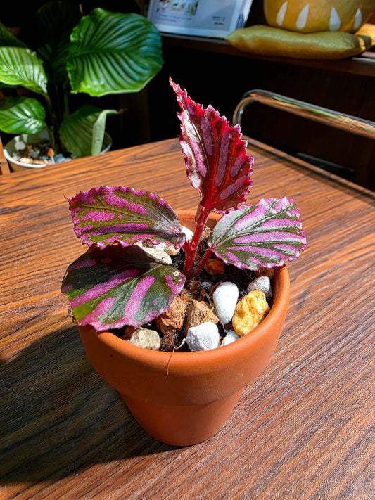 Begonia sp julau 女王秋海棠