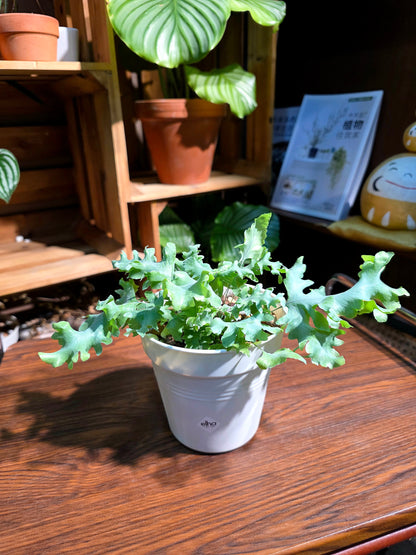 Phlebodium Aureum Davana