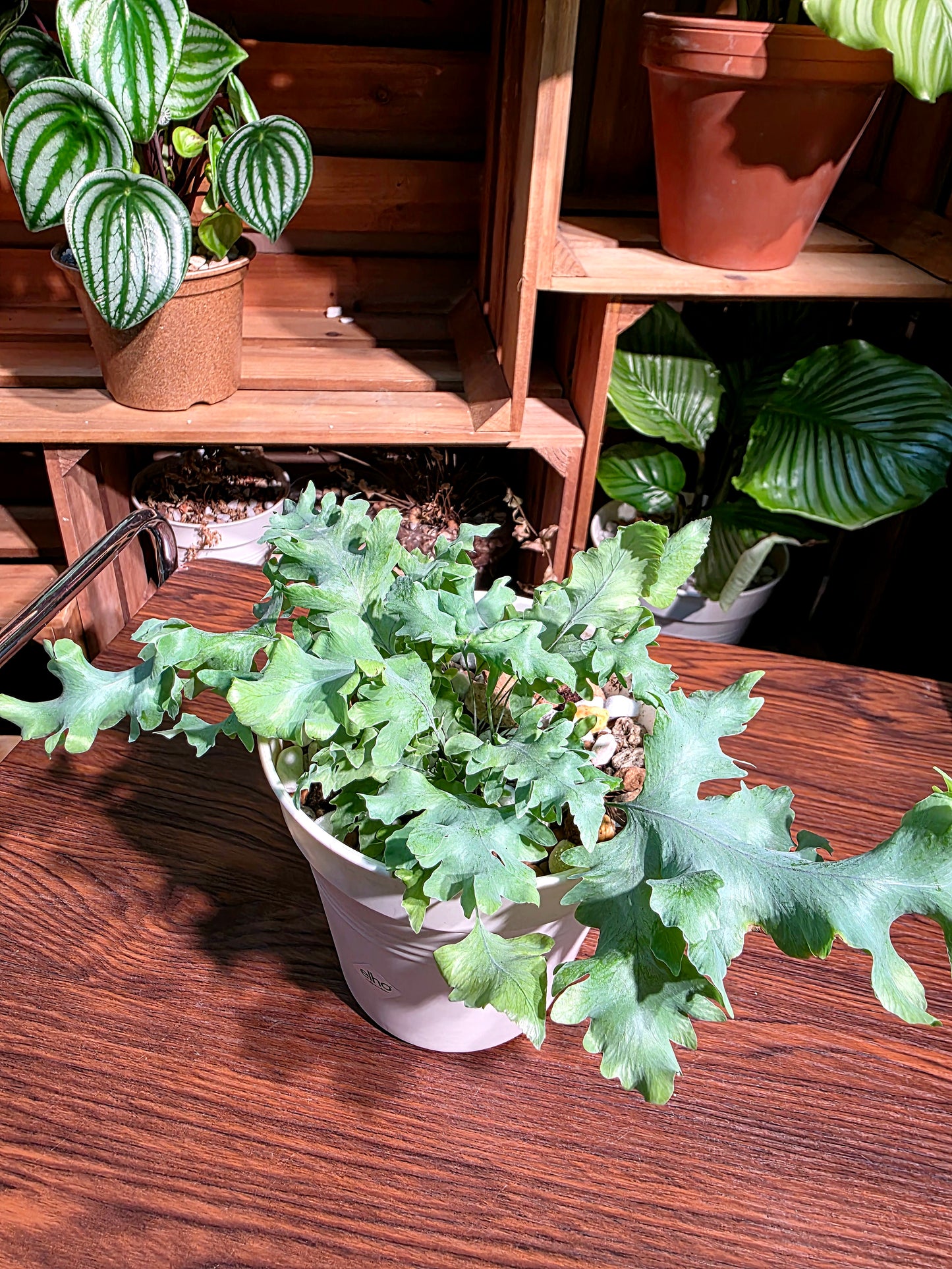 Phlebodium Aureum Davana