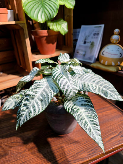 Aphelandra Squarrosa Snow White 白雪爵床