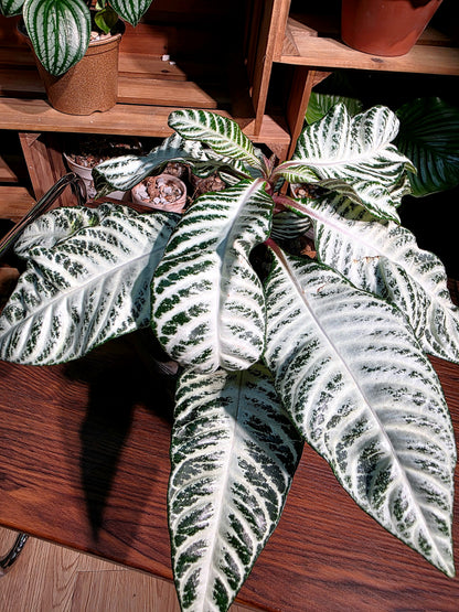 Aphelandra Squarrosa Snow White 白雪爵床