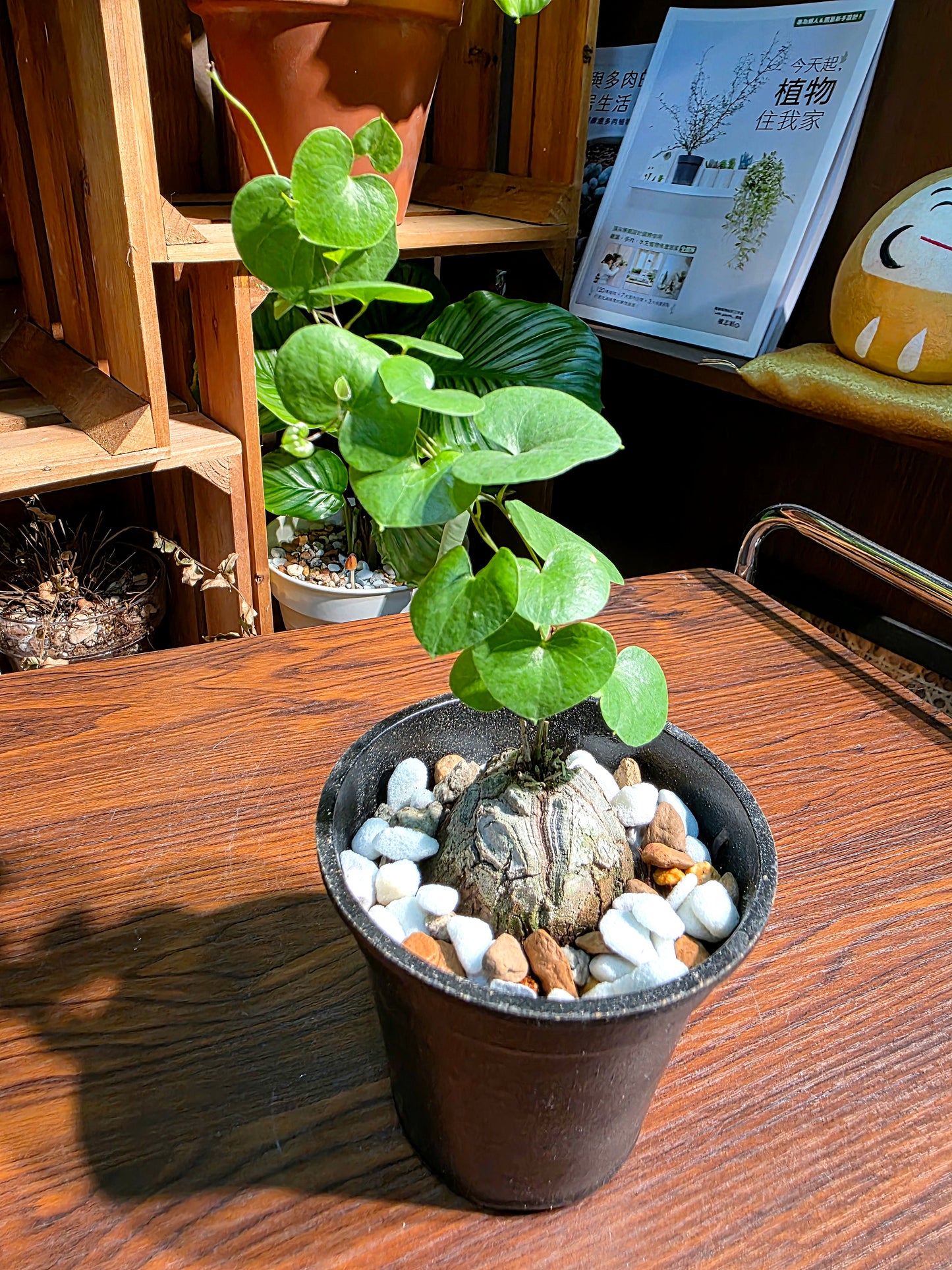 Dioscorea elephantipes 龜甲龍