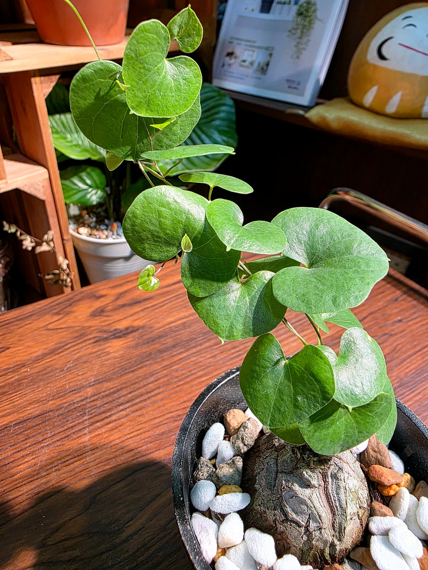Dioscorea elephantipes 龜甲龍