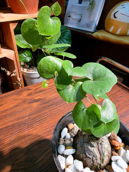 Dioscorea elephantipes 龜甲龍
