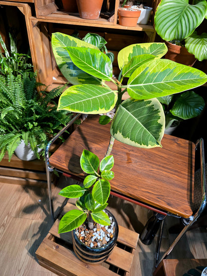 Ficus Microcarpa Golden Leaf 黃金榕