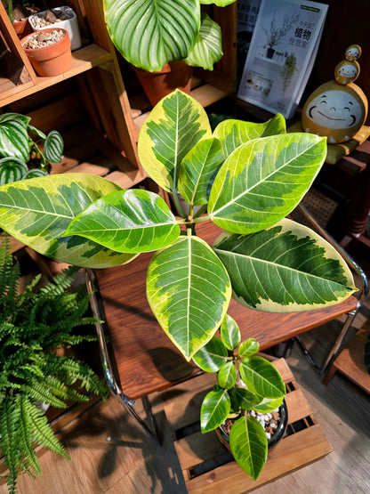Ficus Microcarpa Golden Leaf 黃金榕