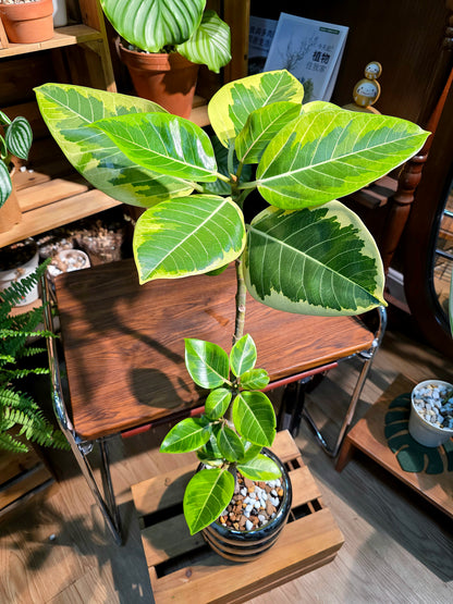 Ficus Microcarpa Golden Leaf 黃金榕