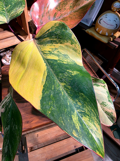 Philodendron Starwberry Shake 草莓奶昔蔓綠絨